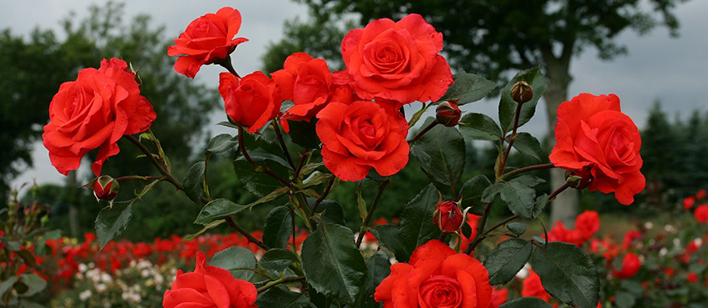 3_salita_2_708.png