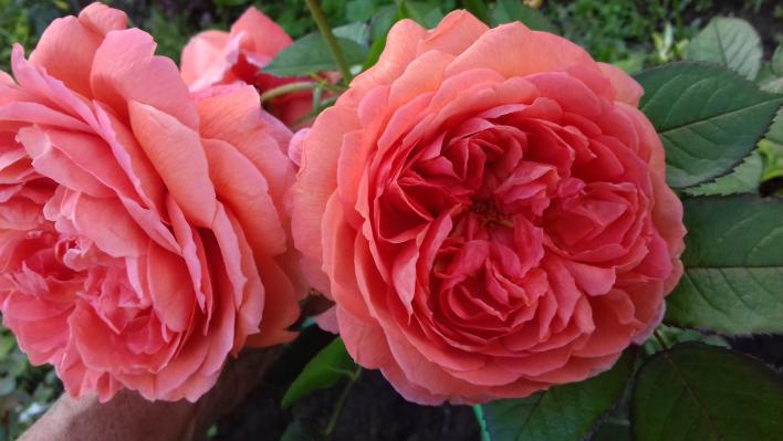 408_sommersonne_2_708.jpg