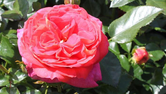 408_sommersonne_3_708.jpg