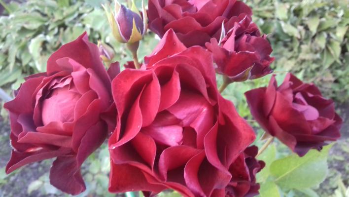 424_midnight_rose_2_708.jpg