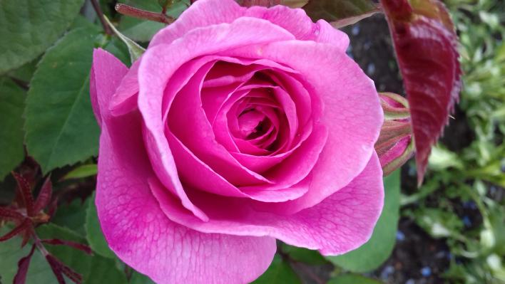 425_gertrude_jekyll_2_708.jpg