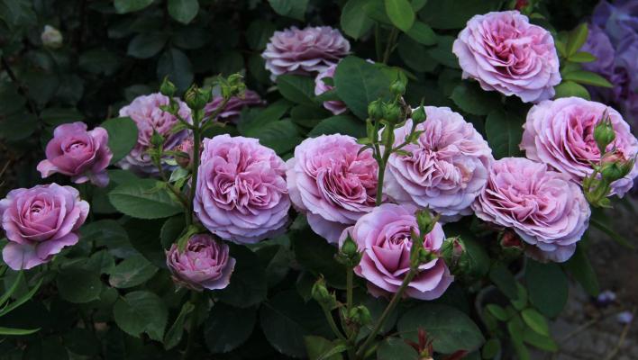 433_lavender_ice_3_708.jpg