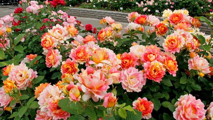 440_rose_des_cisterciens_3_708.jpg
