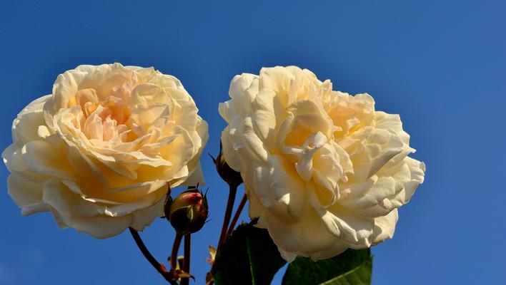 451_manuel_canovas_2_708.jpg