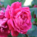 453_alexander_mackenzie_2_125.jpg