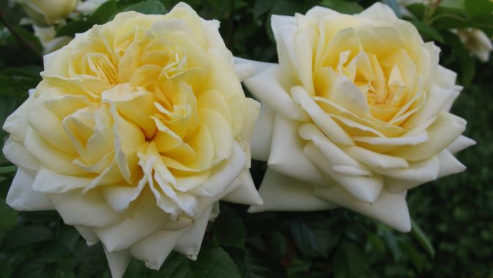 458_nadia_meillandecor_2_708.jpg