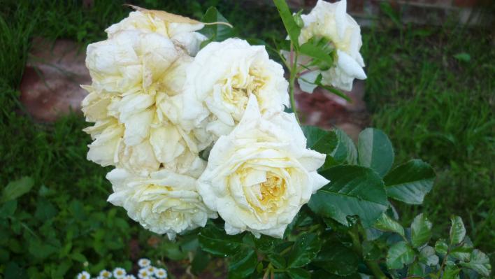 458_nadia_meillandecor_3_708.jpg