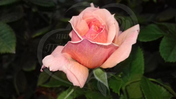 467_jour_de_fete_2_708.jpg