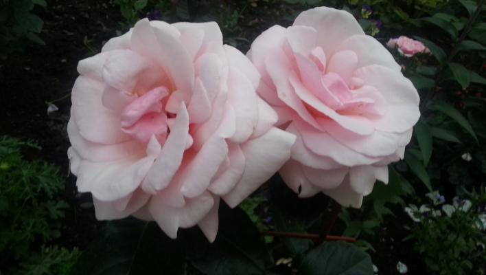 473_aphrodite_2_708.jpg