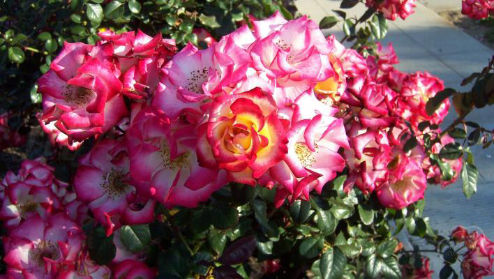 483_betty_boop_3_708.jpg