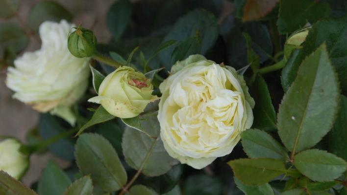 495_wedding_piano_2_708.jpg