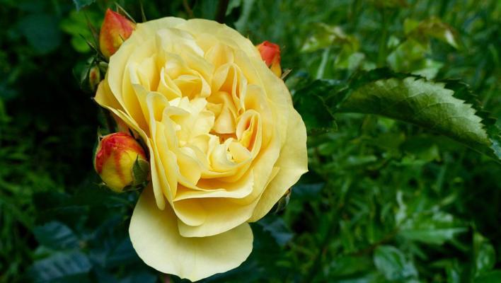 511_lampion_3_708.jpg