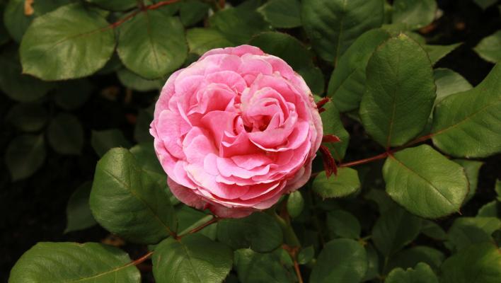 518_rosengrafin_marie_henriette_2_708.jpg