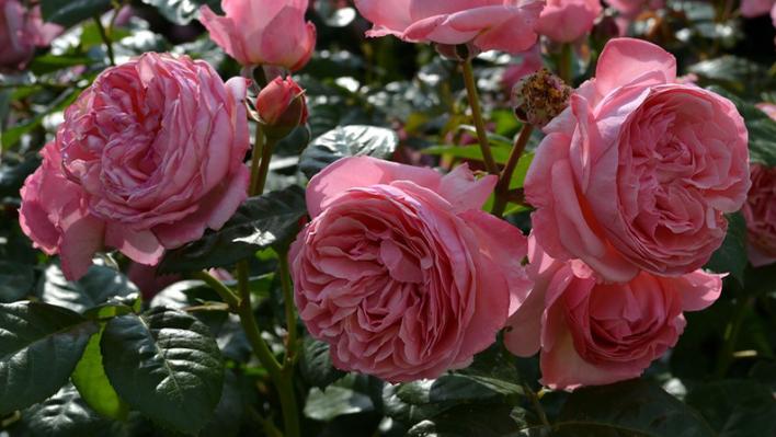 519_kolner_flora_2_708.jpg