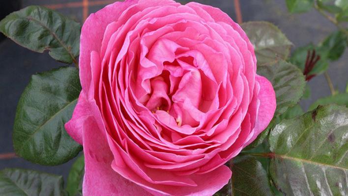 519_kolner_flora_3_708.jpg