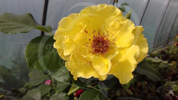 522_tibet_rose_3_708.jpg