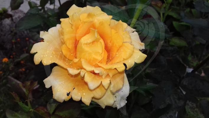 524_alla_3_7081.jpg