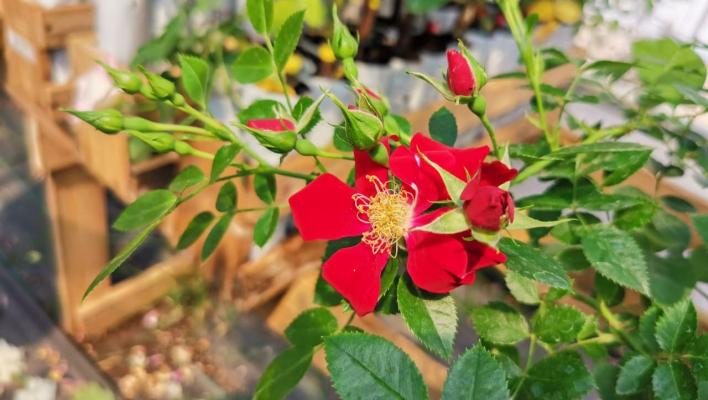 525_bienenweide_rot_2_708.jpg