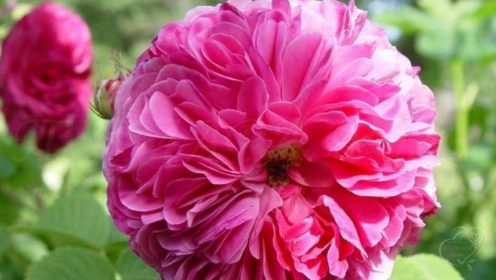 52_duchesse_de_cambridge_1_708.jpg
