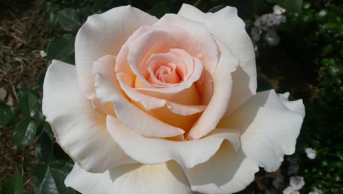 534_isnt_she_lovely_2_708.jpg