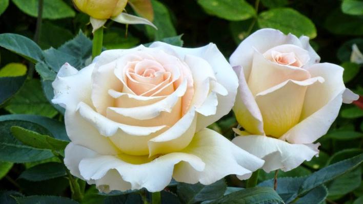 534_isnt_she_lovely_3_708.jpg