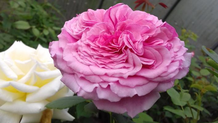 535_vitalrose_madame_pompadour_2_708.jpg