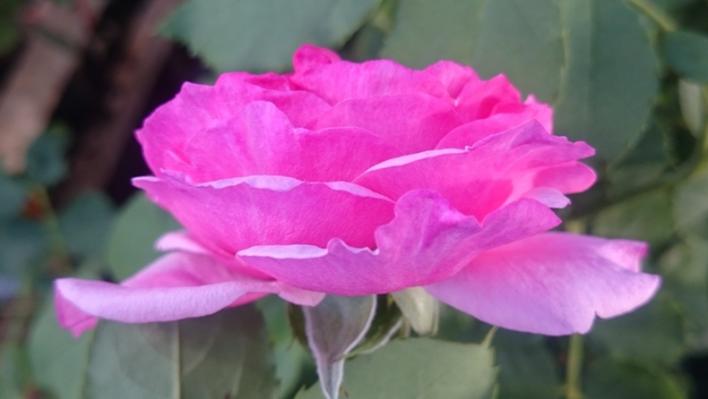 535_vitalrose_madame_pompadour_3_708.jpg