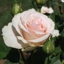 551_johann_strauss_2_125.jpg