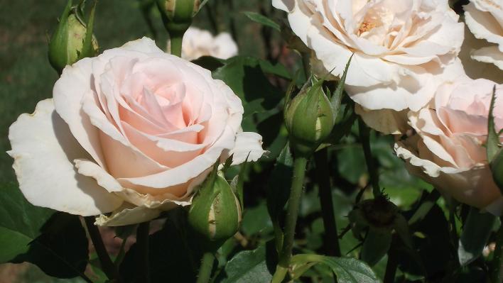 551_johann_strauss_2_708.jpg