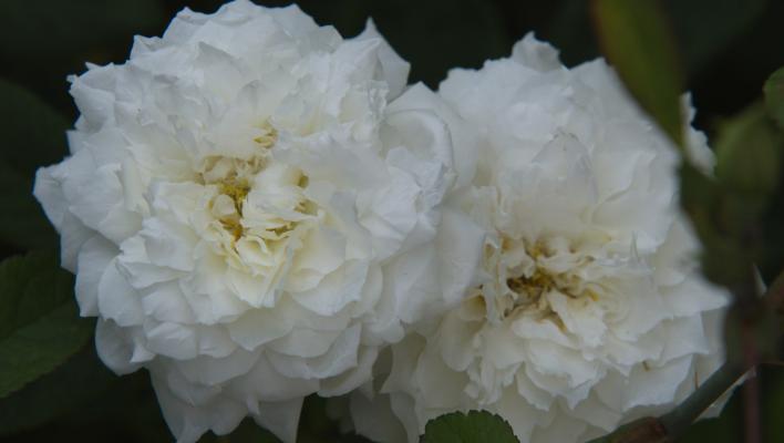 565_william_and_catherine_2_708.jpg