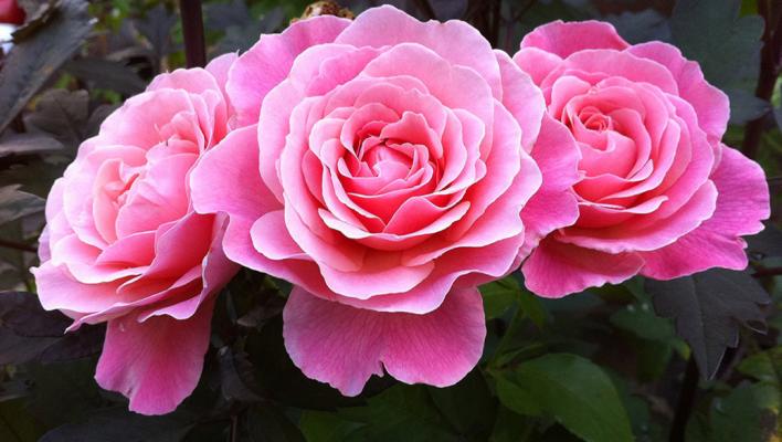 577_tickled_pink_3_708.jpg