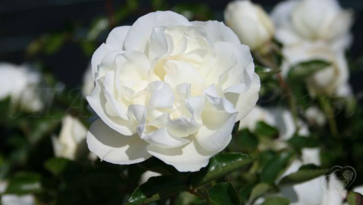 57_white_meidiland_3_708.jpg