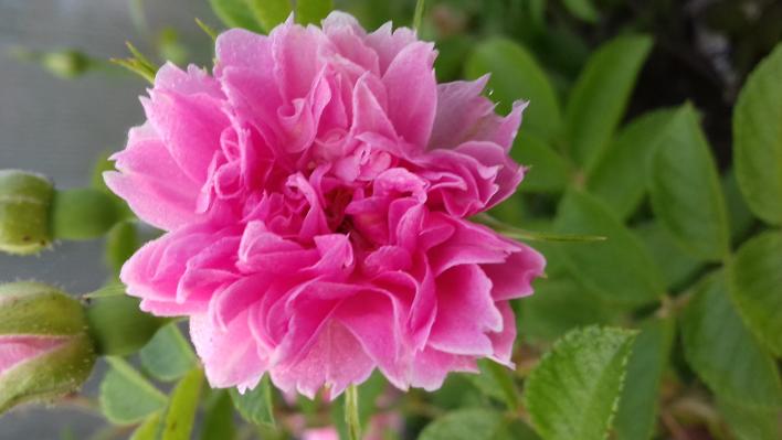 584_pink_grootendorst_2_708.jpg
