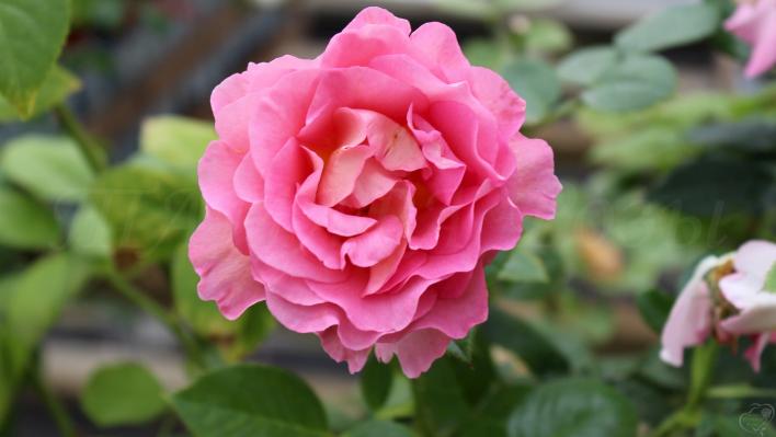 593_pink_paradise3708.jpg