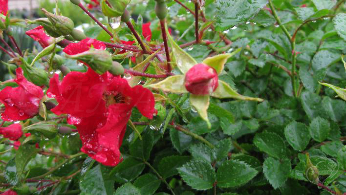 59_sommerabend_3_708.jpg