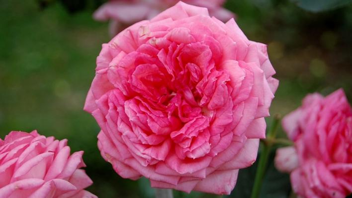 600_la_rose_de_molinard_2_708.jpg