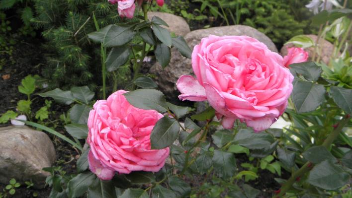 600_la_rose_de_molinard_3_708.jpg