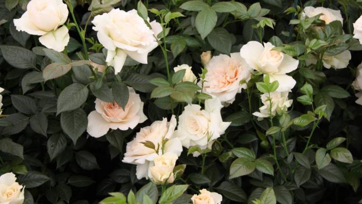 615_pride_and_prejudice_3_708.jpg