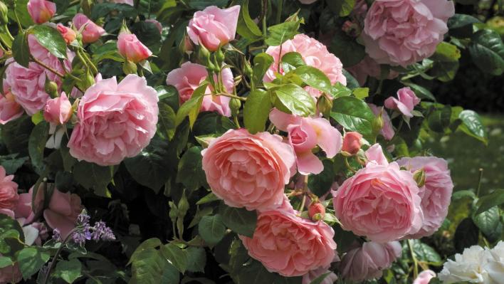 620_strawberry_hill_2_708.jpg