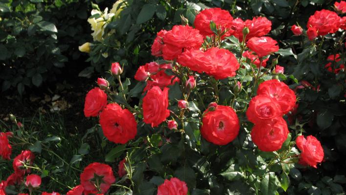 621_planten_un_blomen_3_708.jpg