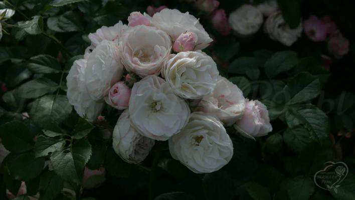 630_bouquet_parfait_2_708.jpg