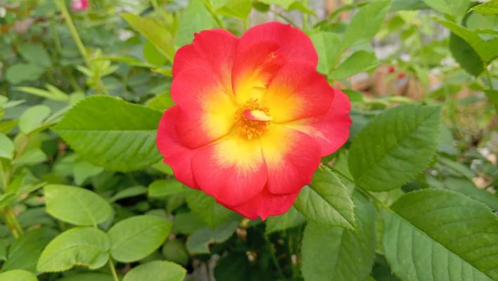 635_summer_of_love_1_708.jpg