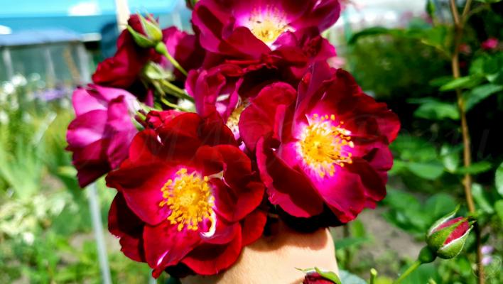 679_purple_star_2_708.jpg