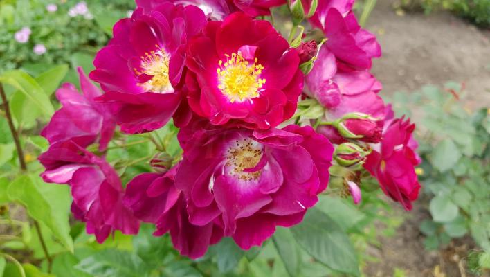 679_purple_star_3_708.jpg