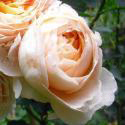 680_dany_hahn_3_125.jpg