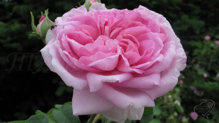 691_ispahan_2_708.jpg