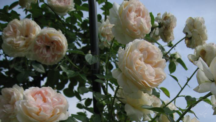 692_mon_jardin_et_ma_maison_3_708.jpg