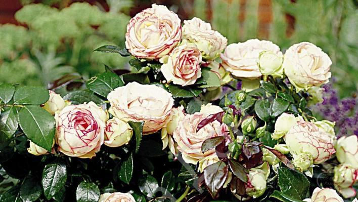 70_biedermeier_3_708.jpg