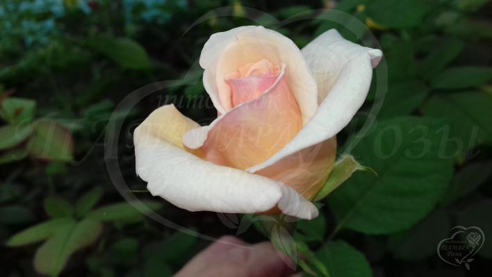 726_ophelia_2_708.jpg