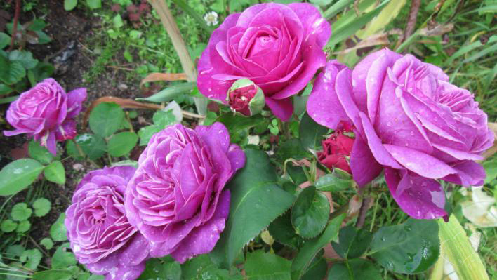 72_heidi_klum_rose_2_708.jpg